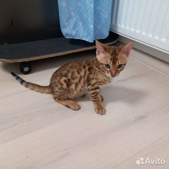 Бенгальская