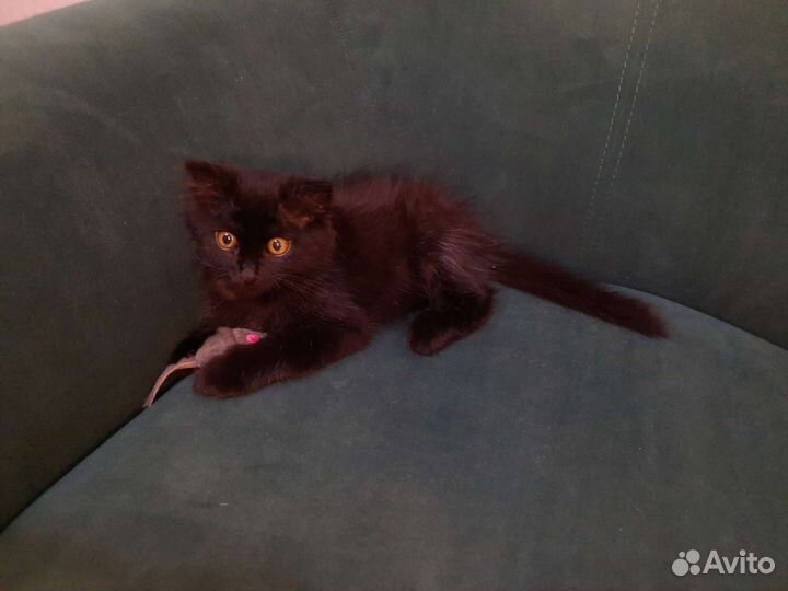 Черный котенок мальчик