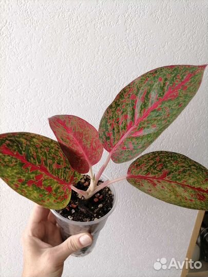 Аглаонема stardust (RED sabmongcol)