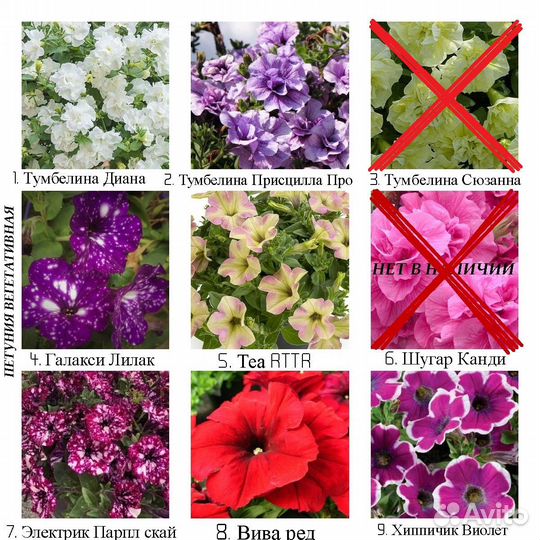 Рассада вегетативных ампельных цветов