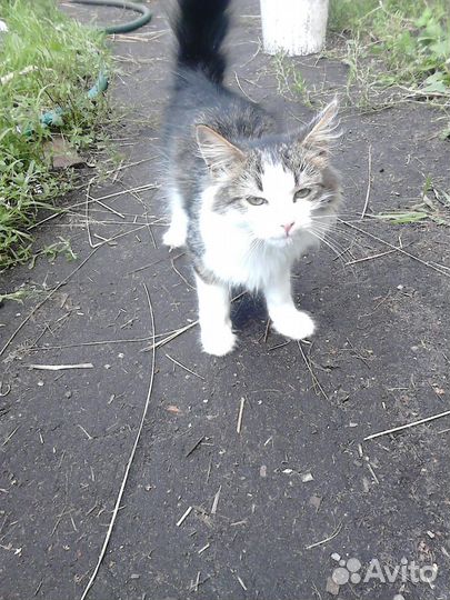 Котята подкидыши в добрые руки