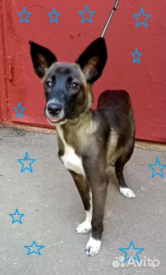 Шоколадная Синди в дар