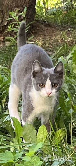 Котята в добрые руки бесплатно