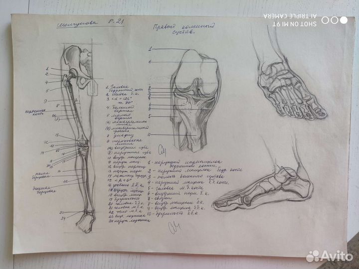 Анатомические рисунки, прошлый век, СССР