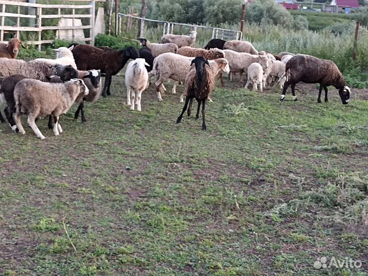 Продается овцы бараны