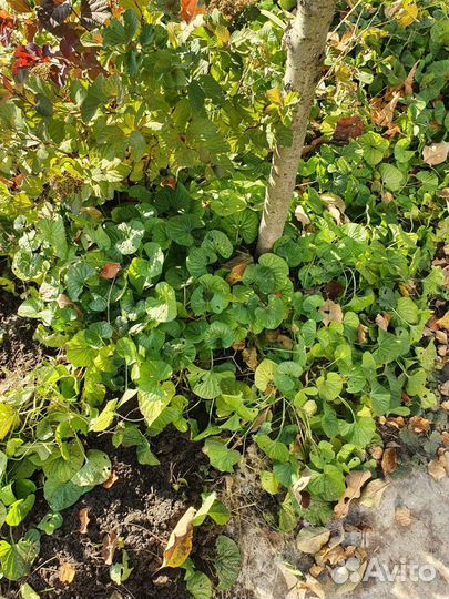 Спирея кустом, белая, красная, черная смородина