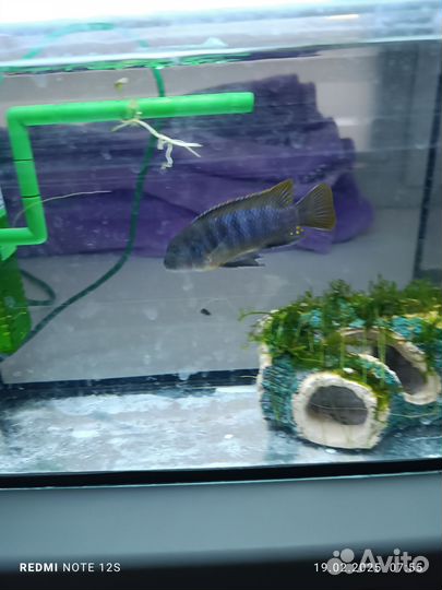 Аквариумные рыбка