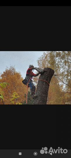 Спилить дерево на участке в Воскресенск