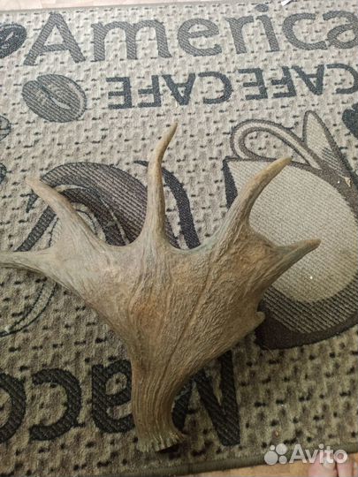 Продам рога