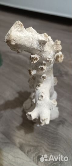 Морской коралл