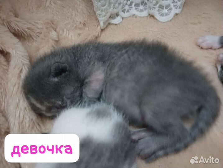 Котята бронь