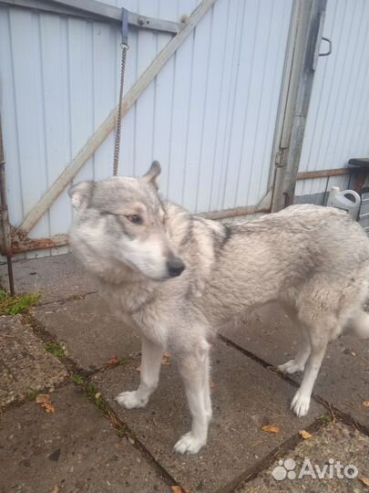 Продаются щенки западно- сибирской лайки