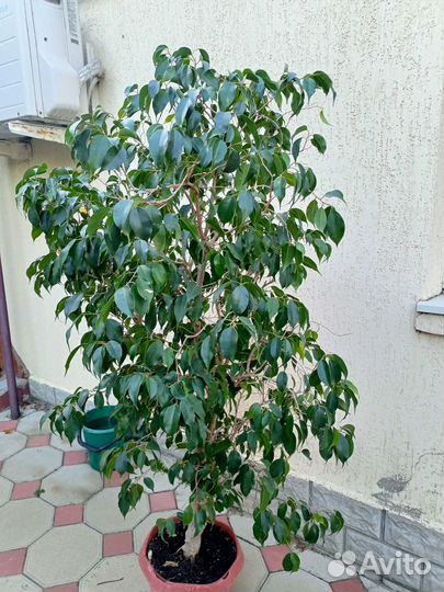 Фикус Бенджамина сорт Экзотика