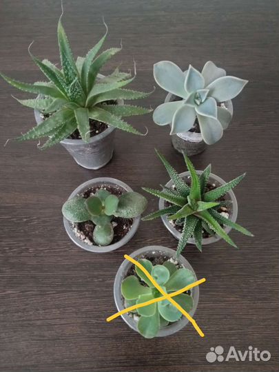 Суккуленты