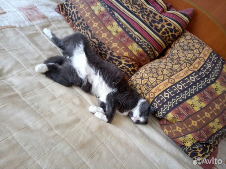 Передержка (гостиница) для кошек