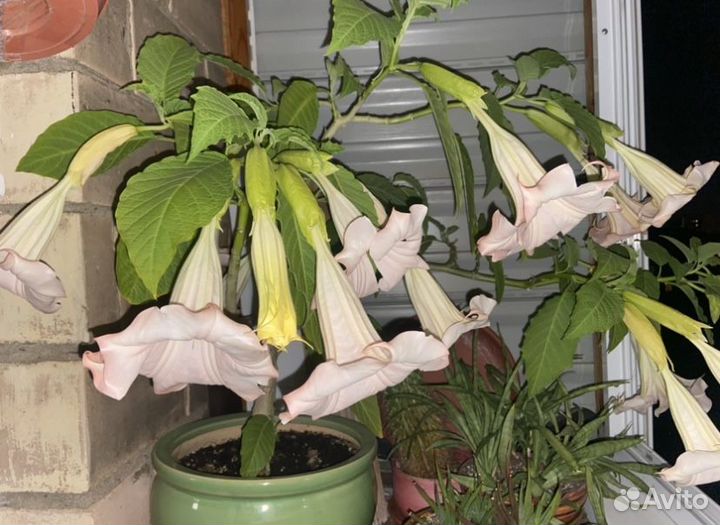 Бругмансия розовая черенки