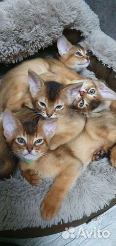 Абиссинские котята дикого окраса объявление продам