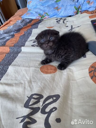 Котята в добрые руки 1 месяц