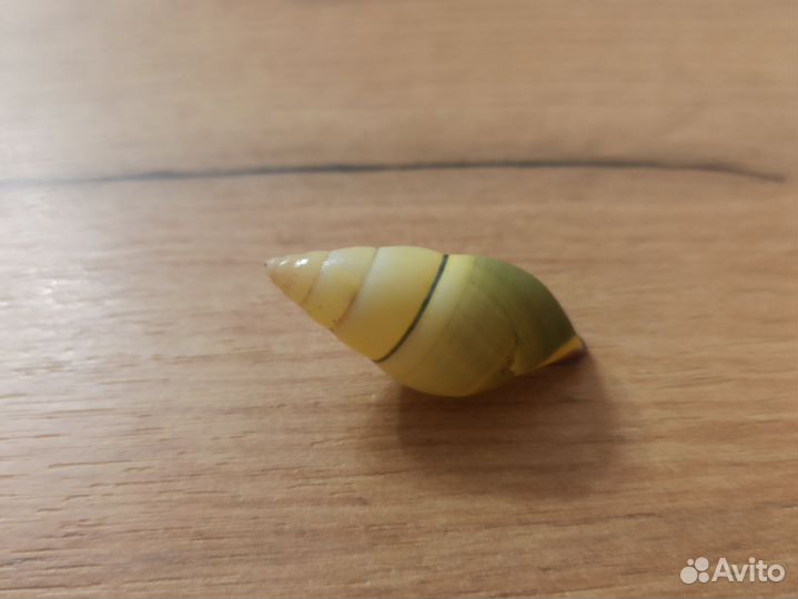 Морская раковина