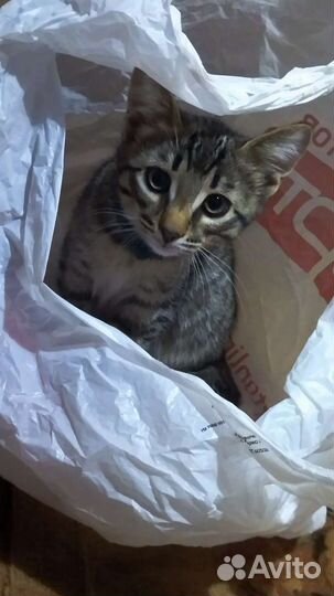 Пацан в добрые руки