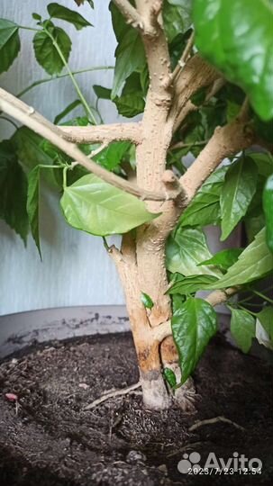 Гибискус 10 лет