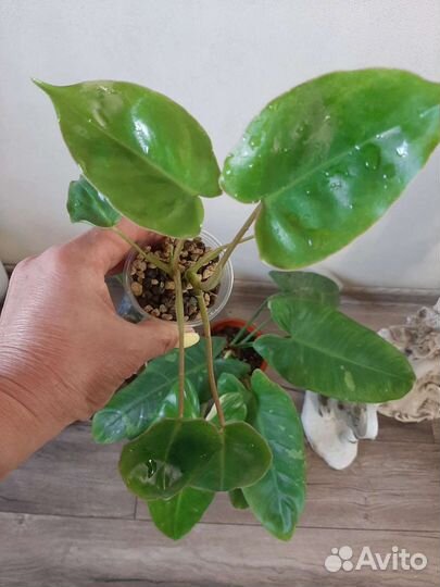 Филодендрон