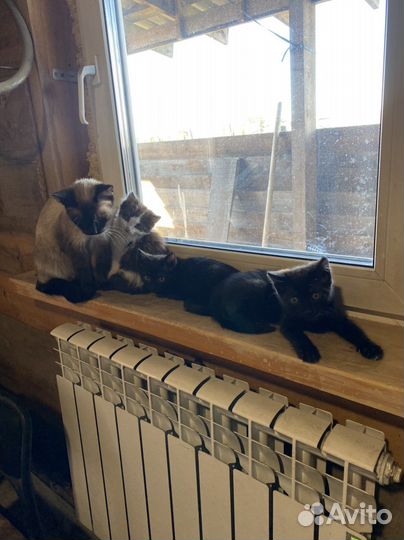 Котята в добрые руки бесплатно