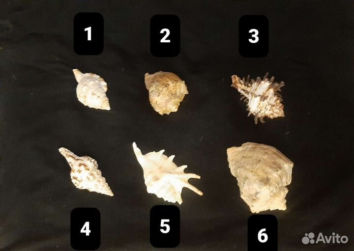 Ракушки морские,наборы д аквариума д творчества