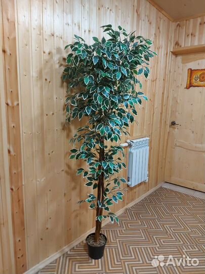 Искусственный фикус