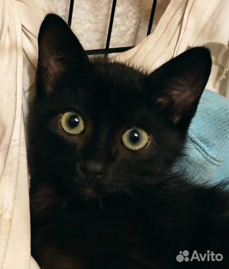 Чёрный котёнок