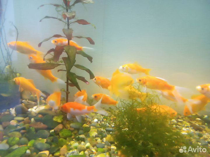 Карась комета