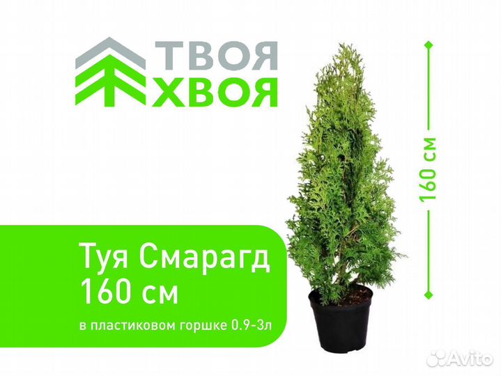 Туя голден смарагд 160см для дома и дачи