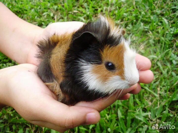 Морские свинки