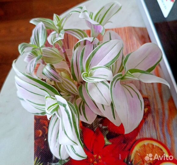 Традесканция альба