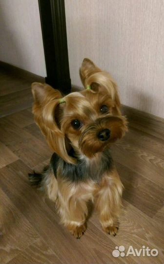 Стрижка йорков, мальтезов и гриффонов