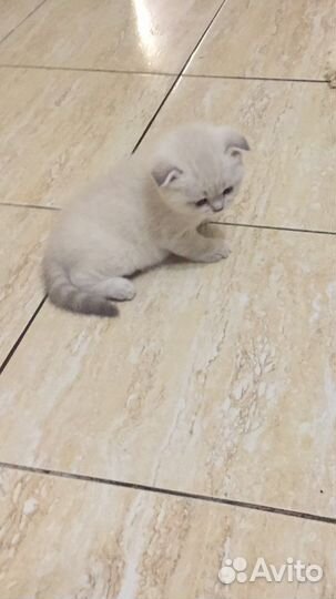 Шотландские котятки