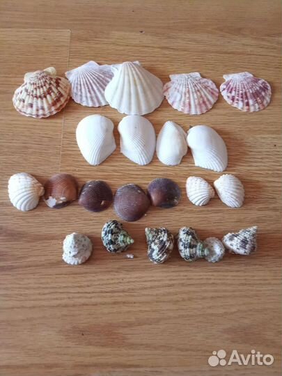 Ракушки для поделок