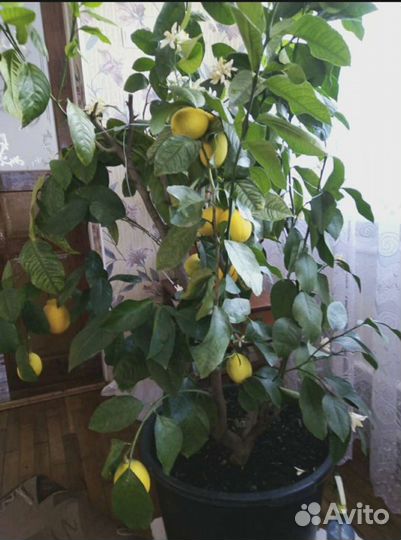 Продам цветы