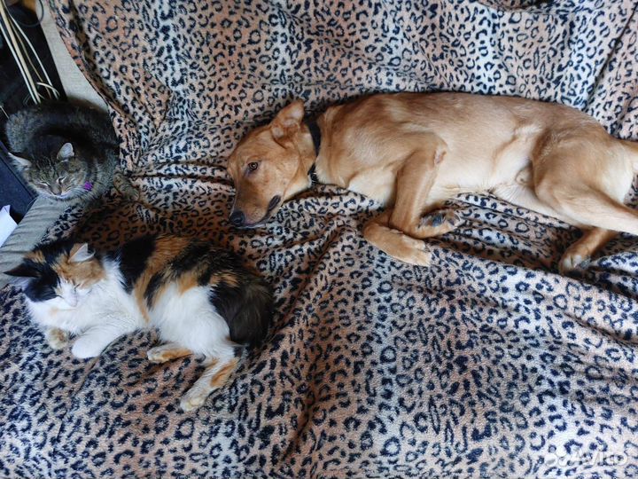 Хороший пёс без дома