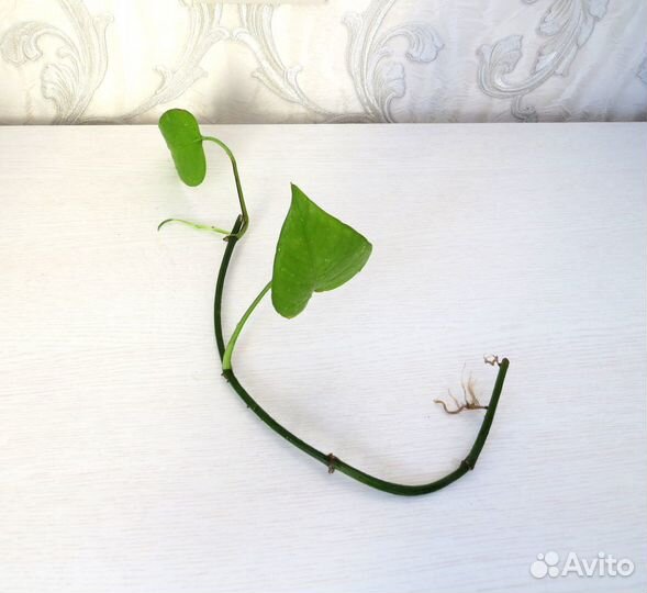 Сциндапсус эпипремнум Epipremnum scindapsus Aureum