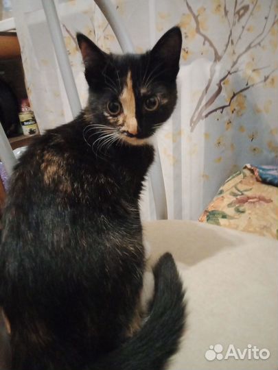 Кошки в добрые руки бесплатно