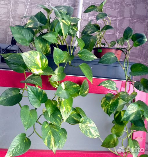 Комнатные растения