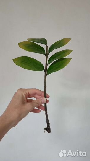 Замиокулькас