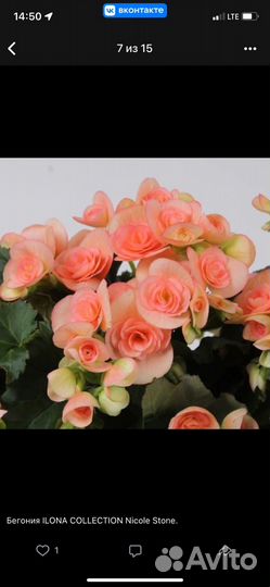 Бегония элатиор