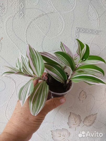 Традесканция триколор