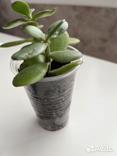 Денежное дерево Крассула толстянка
