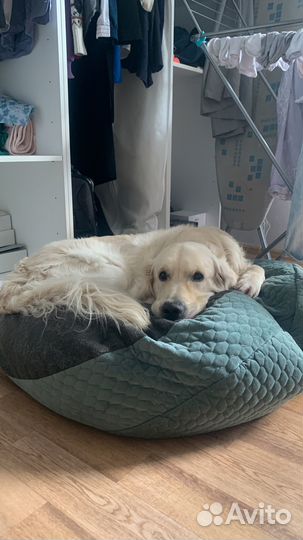 Кобель для вязки Золотистый ретривер