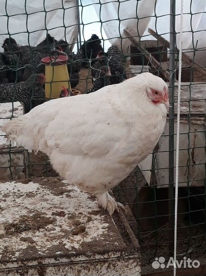 Породистые цыплята