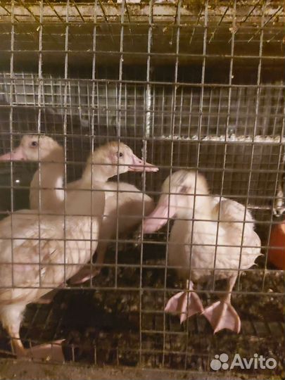 Мускуская утка(индоутка) Франция