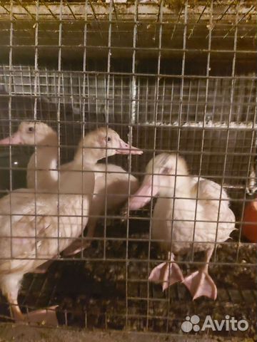 Мускуская утка(индоутка) Франция